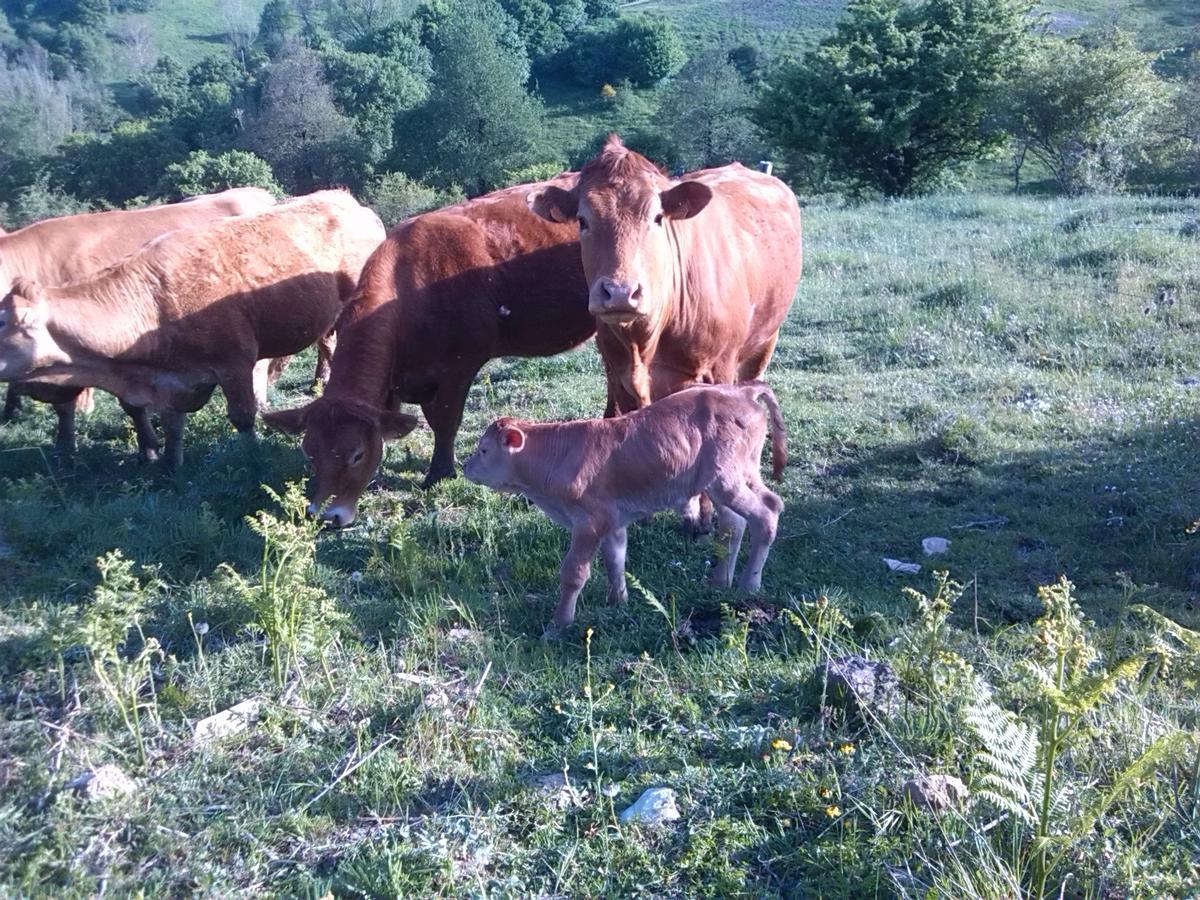 Agriturismo La Guinza Arcidosso Esterno foto